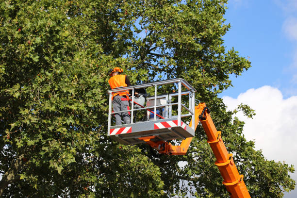 Best Root Management and Removal  in Wallace, FL