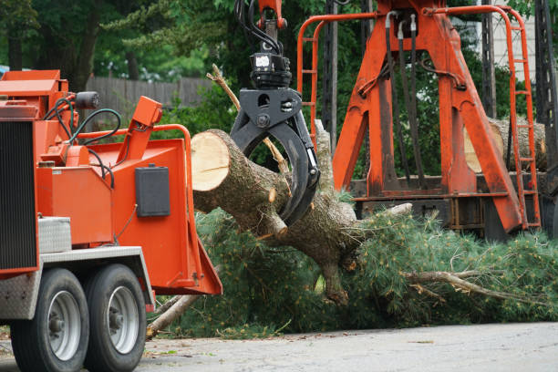 Best Tree Maintenance Programs  in Wallace, FL