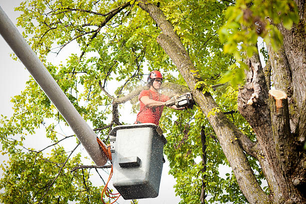 How Our Tree Care Process Works  in  Wallace, FL