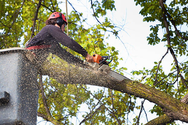 Best Lawn Dethatching  in Wallace, FL